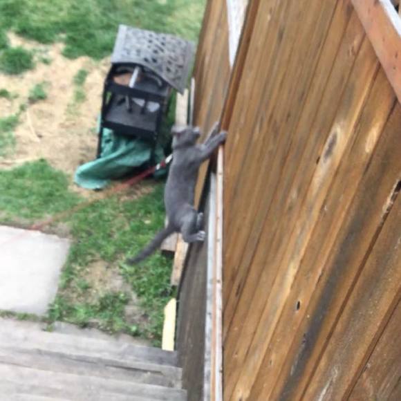 Meet your Posher, Crystal - Picture 1 of 1